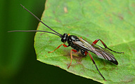 Wood Wasp (Male, Xeris spectrum)